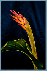 фото "Mr.Ostrowski"