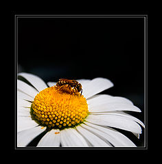 photo "***"