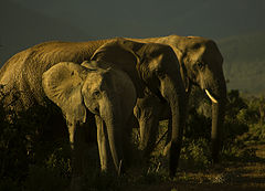photo "ADDO ELEPHANTS"