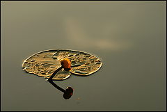 photo "***"