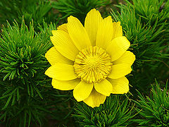 photo "Crimean flower"