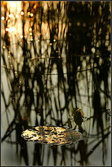 photo "***"