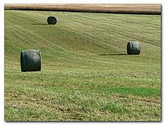 photo "Covoni"