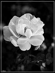 photo "***"