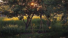 photo "In the summer evening"