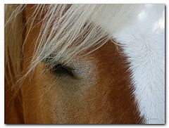 photo "Haflinger"