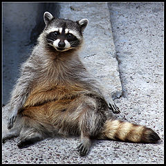 photo "Hi, people!"