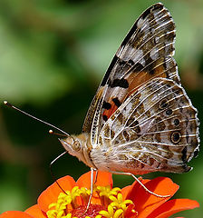 фото "Vanessa cardui"