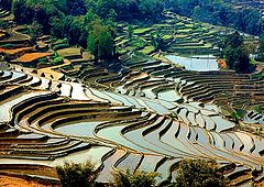фото "Terraced fields"
