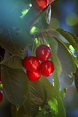 photo "***"