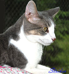 photo "My Cat Striker"