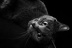 photo "***"