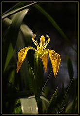photo "May Dance"