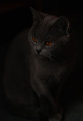 photo "***"
