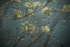 фото "I Wish It Would Rain"