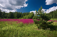 фото "Природные краски"