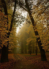photo "***"