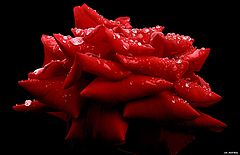 photo "rosa-2"