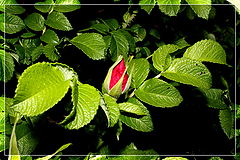 photo "***"
