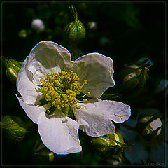 photo "*"