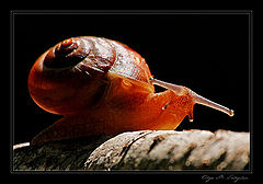 photo "***"