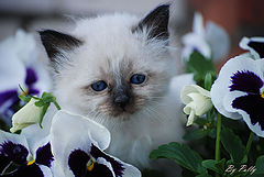 photo "***"