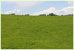 photo "Русское поле*"