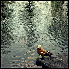 photo "***"