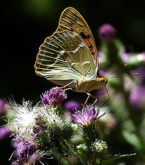 фото "Argynnis pandora"