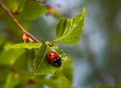 photo "Dream about a ladybird"