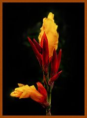 фото "Citronella"