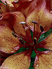 photo "* *"