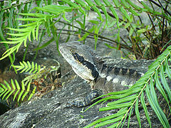 фото "a proud lizard"