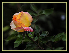 фото "Роза-5"