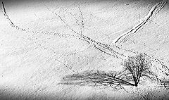 photo "***"