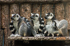photo "Moscow Zoo. Lemurs."