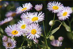 photo "Asters"
