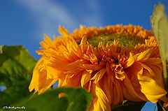photo "***"