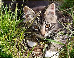 фото "Котик"