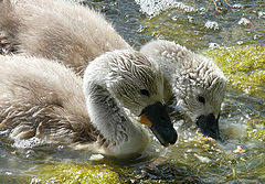 photo "Little Swans"