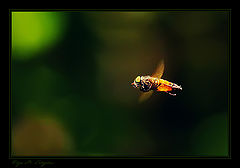 photo "***"
