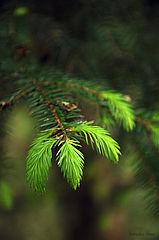 photo "***"