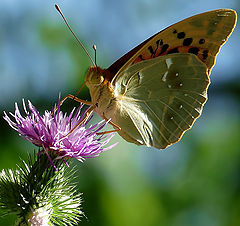 фото "Argynnis pandora"