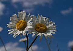 photo "***"