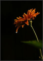 photo "***"