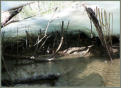 photo "under ice"