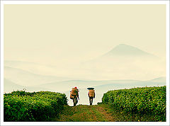 photo "Tea farmer"