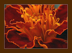 photo "close up"