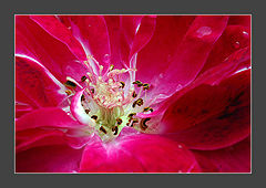 photo "close up"