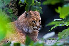 photo "Moscow Zoo. Lynx"